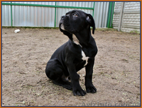 Кане Корсо щенки. Помёт от итальянской пары Чемпионов  - <ro>Изображение</ro><ru>Изображение</ru> #3, <ru>Объявление</ru> #1026263