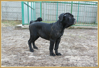 Кане Корсо щенки. Помёт от итальянской пары Чемпионов  - <ro>Изображение</ro><ru>Изображение</ru> #6, <ru>Объявление</ru> #1026263