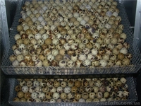 инкубатор автоматический для перепелов - <ro>Изображение</ro><ru>Изображение</ru> #3, <ru>Объявление</ru> #1015528