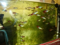 продам Нотобранхиус Гюнтера - <ro>Изображение</ro><ru>Изображение</ru> #1, <ru>Объявление</ru> #1027468