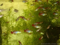 продам Нотобранхиус Гюнтера - <ro>Изображение</ro><ru>Изображение</ru> #2, <ru>Объявление</ru> #1027468