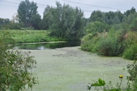 Продам участок в Бортничах - <ro>Изображение</ro><ru>Изображение</ru> #6, <ru>Объявление</ru> #1019010