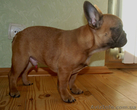 Щенок Французского Бульдога - <ro>Изображение</ro><ru>Изображение</ru> #1, <ru>Объявление</ru> #1028161