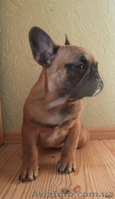Щенок Французского Бульдога - <ro>Изображение</ro><ru>Изображение</ru> #2, <ru>Объявление</ru> #1028161