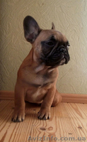 Щенок Французского Бульдога - <ro>Изображение</ro><ru>Изображение</ru> #3, <ru>Объявление</ru> #1028161
