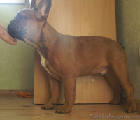 Французского Бульдога - <ro>Изображение</ro><ru>Изображение</ru> #2, <ru>Объявление</ru> #1028162