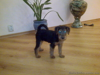 Продам щенка вельтерьера с документами - <ro>Изображение</ro><ru>Изображение</ru> #1, <ru>Объявление</ru> #1024288