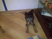 Продам щенка вельтерьера с документами - <ro>Изображение</ro><ru>Изображение</ru> #2, <ru>Объявление</ru> #1024288