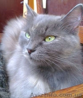 Отдам даром кошечку метис русской голубой! - <ro>Изображение</ro><ru>Изображение</ru> #1, <ru>Объявление</ru> #822857