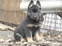  немецкая овчарка рабочего разведения - <ro>Изображение</ro><ru>Изображение</ru> #2, <ru>Объявление</ru> #1021179