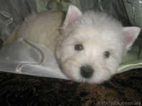 Продам самые обаятельные вестики-девочки,весь соцпакет. - <ro>Изображение</ro><ru>Изображение</ru> #3, <ru>Объявление</ru> #1025546