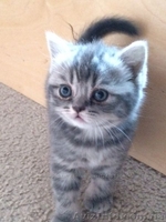 Шотландские котята фолд и страйт - <ro>Изображение</ro><ru>Изображение</ru> #1, <ru>Объявление</ru> #1044333