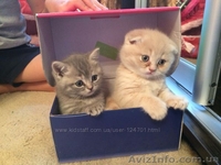 Шотландские котята фолд и страйт - <ro>Изображение</ro><ru>Изображение</ru> #2, <ru>Объявление</ru> #1044333