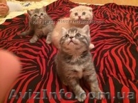 Шотландские котята фолд и страйт - <ro>Изображение</ro><ru>Изображение</ru> #3, <ru>Объявление</ru> #1044333
