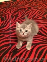 Шотландские котята фолд и страйт - <ro>Изображение</ro><ru>Изображение</ru> #5, <ru>Объявление</ru> #1044333