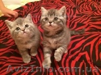 Шотландские котята фолд и страйт - <ro>Изображение</ro><ru>Изображение</ru> #6, <ru>Объявление</ru> #1044333