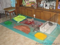 Вольер-манеж для содержания щенков или котят 100х100хh60 см - <ro>Изображение</ro><ru>Изображение</ru> #4, <ru>Объявление</ru> #1034809