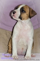 Чудо девочка Амстаф Терьера  - <ro>Изображение</ro><ru>Изображение</ru> #2, <ru>Объявление</ru> #1035843