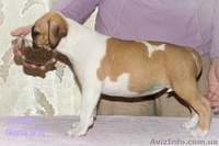 Чудо девочка Амстаф Терьера  - <ro>Изображение</ro><ru>Изображение</ru> #4, <ru>Объявление</ru> #1035843