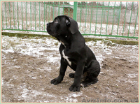 Кане Корсо щенки от итальянской пары Чемпионов - <ro>Изображение</ro><ru>Изображение</ru> #2, <ru>Объявление</ru> #1031476