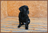 Кане Корсо щенки от итальянской пары Чемпионов - <ro>Изображение</ro><ru>Изображение</ru> #1, <ru>Объявление</ru> #1031476