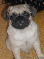 Продам  щенков мопса - <ro>Изображение</ro><ru>Изображение</ru> #1, <ru>Объявление</ru> #1035852