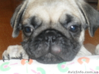 Продам  щенков мопса - <ro>Изображение</ro><ru>Изображение</ru> #3, <ru>Объявление</ru> #1035852