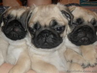 Продам  щенков мопса - <ro>Изображение</ro><ru>Изображение</ru> #2, <ru>Объявление</ru> #1035852