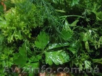 Продам зелень, салаты, овощи оптом - <ro>Изображение</ro><ru>Изображение</ru> #1, <ru>Объявление</ru> #1037550