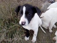 Щенки от мамы-стаффа  подарю - <ro>Изображение</ro><ru>Изображение</ru> #1, <ru>Объявление</ru> #1039347