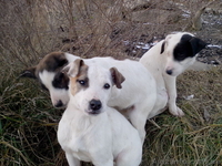 Щенки от мамы-стаффа  подарю - <ro>Изображение</ro><ru>Изображение</ru> #2, <ru>Объявление</ru> #1039347