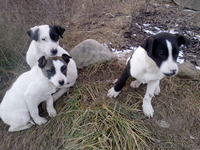 Щенки от мамы-стаффа  подарю - <ro>Изображение</ro><ru>Изображение</ru> #3, <ru>Объявление</ru> #1039347