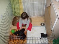 Вольер-манеж для содержания щенков или котят 100х100хh60 см - <ro>Изображение</ro><ru>Изображение</ru> #1, <ru>Объявление</ru> #1034809