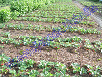 Саженцы (Рассада) Клубники Земляники (Полуниці) Большой вибор. - <ro>Изображение</ro><ru>Изображение</ru> #2, <ru>Объявление</ru> #823574