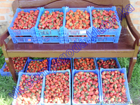 Саженцы (Рассада) Клубники Земляники (Полуниці) Большой вибор. - <ro>Изображение</ro><ru>Изображение</ru> #4, <ru>Объявление</ru> #823574