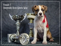 Стафики девочки Амстафф Терьер  - <ro>Изображение</ro><ru>Изображение</ru> #1, <ru>Объявление</ru> #1044550