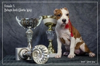 Стафики девочки Амстафф Терьер  - <ro>Изображение</ro><ru>Изображение</ru> #2, <ru>Объявление</ru> #1044550