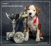 Стафики девочки Амстафф Терьер  - <ro>Изображение</ro><ru>Изображение</ru> #4, <ru>Объявление</ru> #1044550