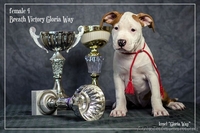 Стафики девочки Амстафф Терьер  - <ro>Изображение</ro><ru>Изображение</ru> #5, <ru>Объявление</ru> #1044550