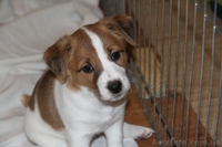 Джек рассел терьер – самые лучшие щенки - <ro>Изображение</ro><ru>Изображение</ru> #2, <ru>Объявление</ru> #1056607