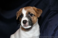 Джек рассел терьер – самые лучшие щенки - <ro>Изображение</ro><ru>Изображение</ru> #3, <ru>Объявление</ru> #1056607