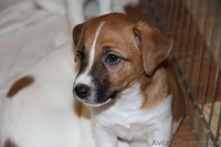 Джек рассел терьер – самые лучшие щенки - <ro>Изображение</ro><ru>Изображение</ru> #4, <ru>Объявление</ru> #1056607