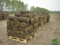 Устройство газона, уход за газоном - <ro>Изображение</ro><ru>Изображение</ru> #2, <ru>Объявление</ru> #1049285