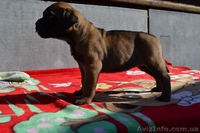 бульмастифы шоу класса - <ro>Изображение</ro><ru>Изображение</ru> #2, <ru>Объявление</ru> #1061614