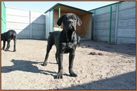 Кане Корсо. Помёт от итальянской пары Чем - <ro>Изображение</ro><ru>Изображение</ru> #1, <ru>Объявление</ru> #1064863