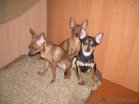 Щенки русского тоя - <ro>Изображение</ro><ru>Изображение</ru> #2, <ru>Объявление</ru> #1056153