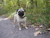 курносые мопсята - <ro>Изображение</ro><ru>Изображение</ru> #2, <ru>Объявление</ru> #1056155