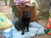 курносые мопсята - <ro>Изображение</ro><ru>Изображение</ru> #3, <ru>Объявление</ru> #1056155