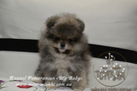 Эксклюзивные мини щеночки карликового померанского шпица VIP-SHOW-classa! - <ro>Изображение</ro><ru>Изображение</ru> #1, <ru>Объявление</ru> #1059689