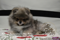 Эксклюзивные мини щеночки карликового померанского шпица VIP-SHOW-classa! - <ro>Изображение</ro><ru>Изображение</ru> #3, <ru>Объявление</ru> #1059689
